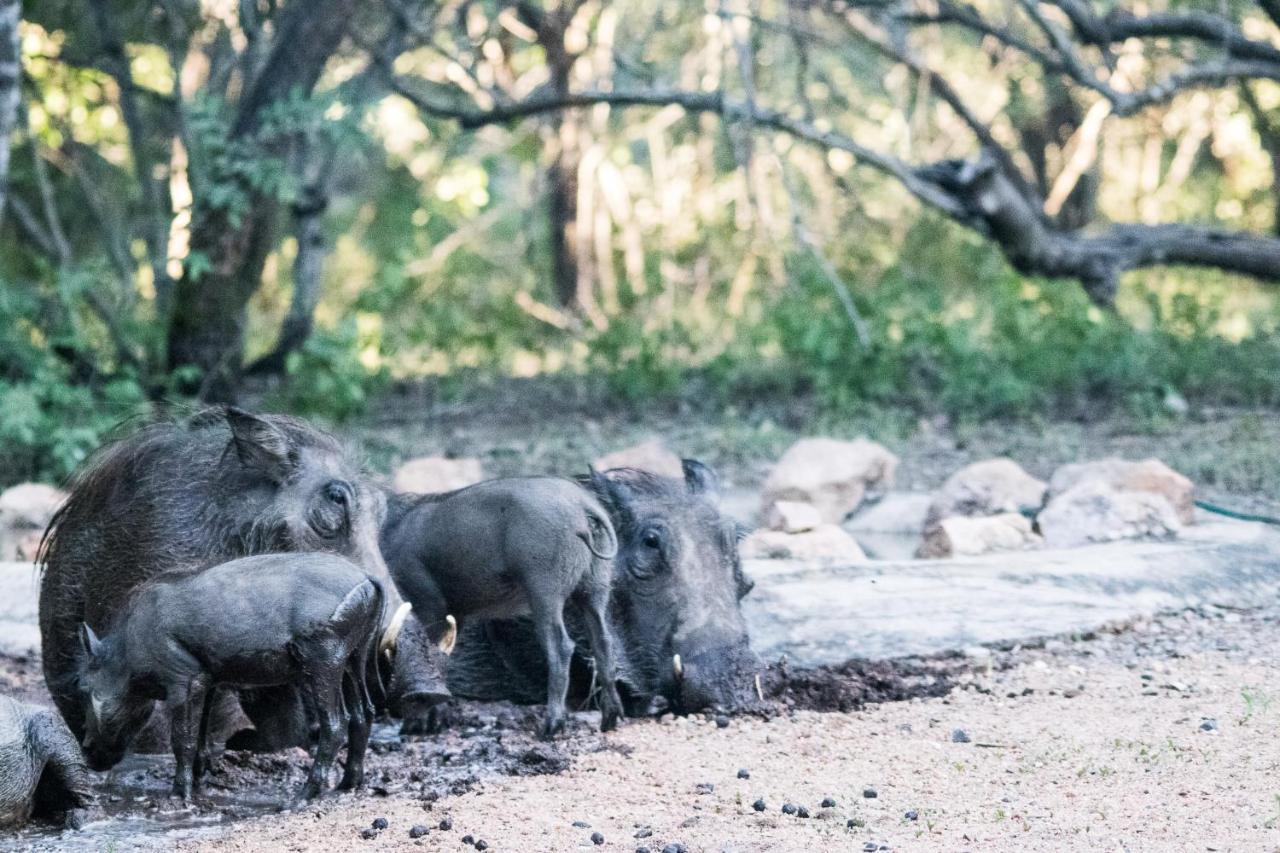 Hello Kruger Hideaway Cottage & Skilpad Studio Marloth Park Extérieur photo