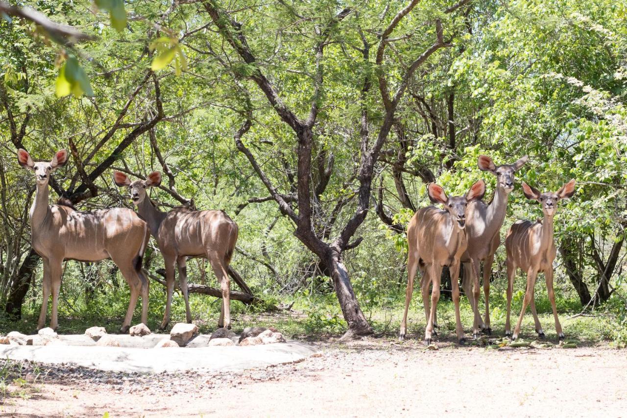 Hello Kruger Hideaway Cottage & Skilpad Studio Marloth Park Extérieur photo